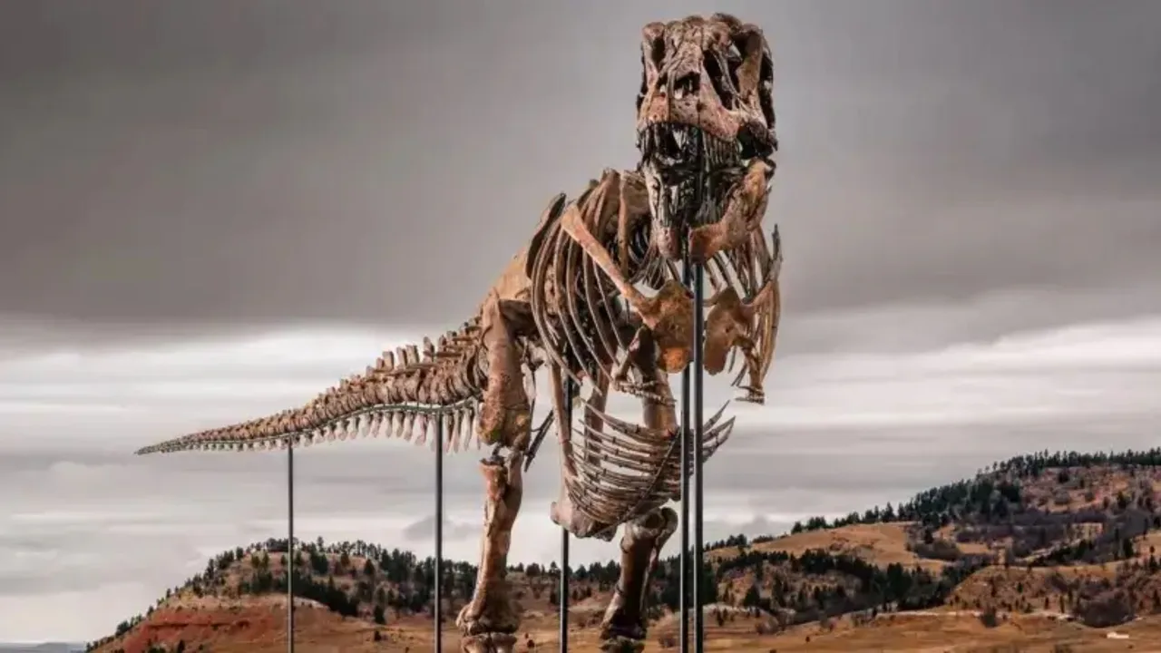 67 Millionen Jahre alter Tyrannosaurus rex für Rekordpreis versteigert