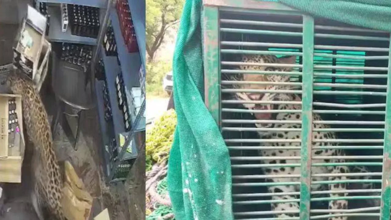 Leopard bricht in Geschäft ein und greift Menschen in Indien an (Video)