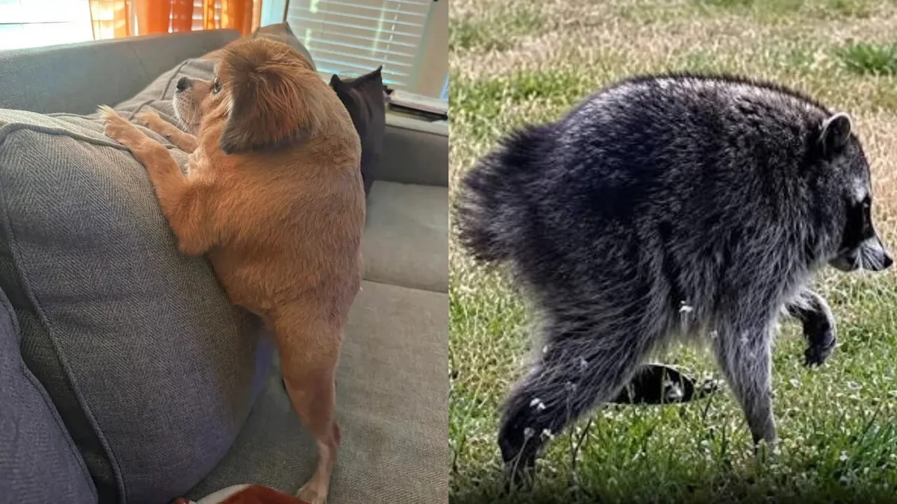 Das einzigartige Aussehen dieses Hundes hat das Internet verblüfft