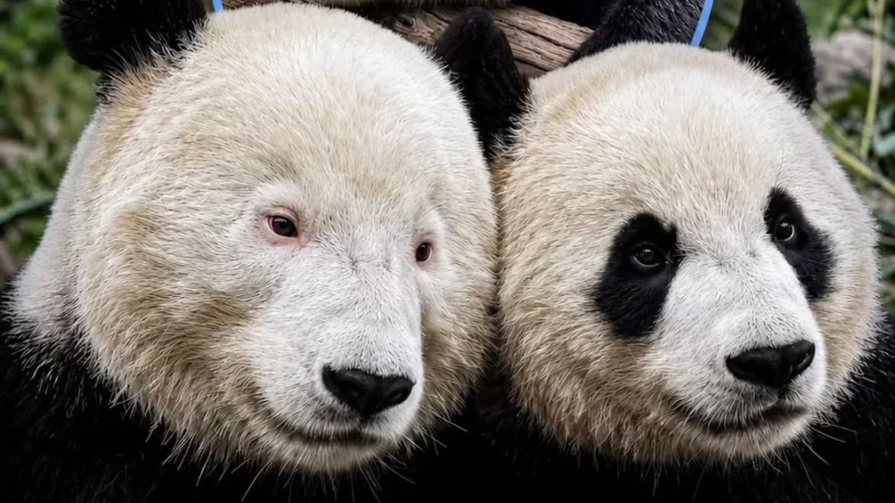 Rare Panda Born Without Black Spots Captures the Attention of Animal Lovers Worldwide!