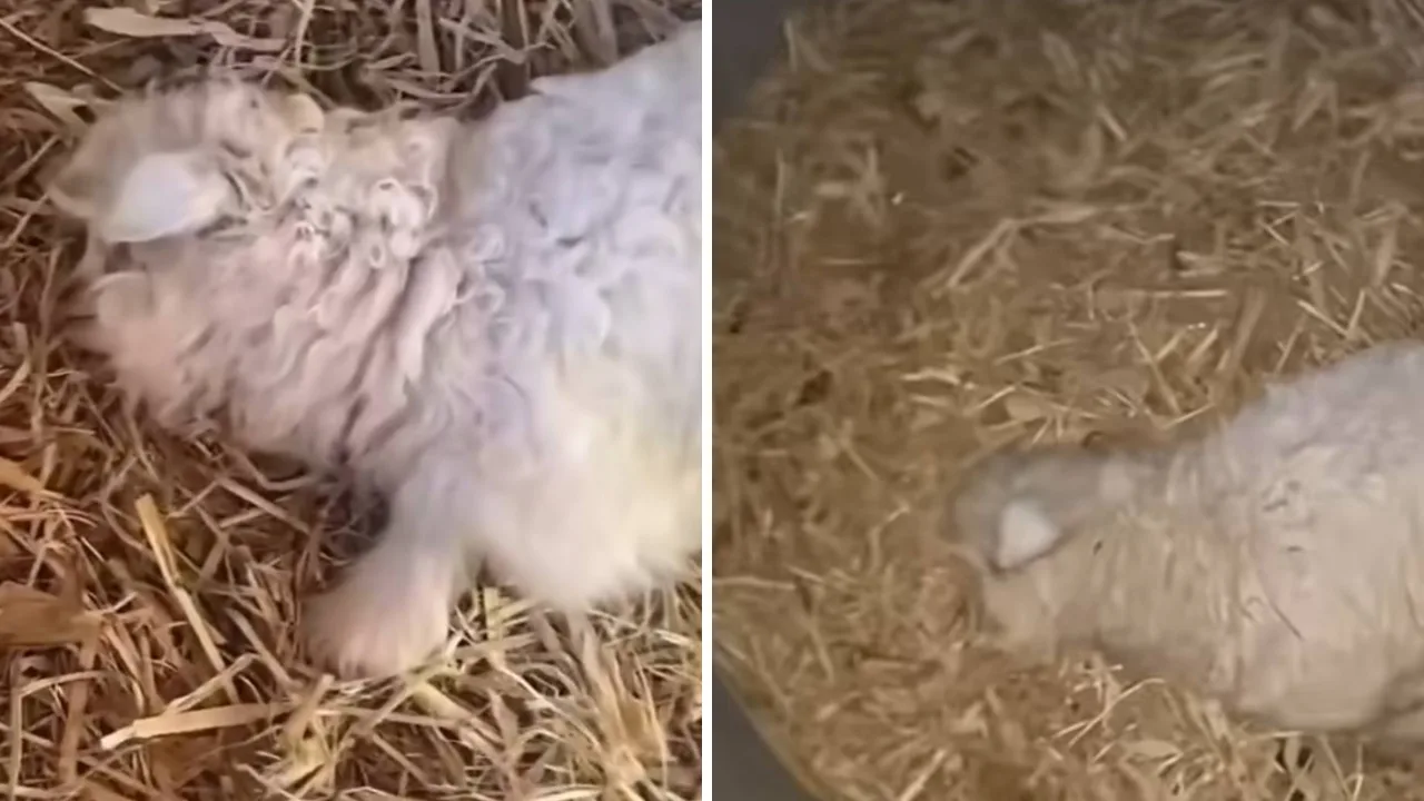 Lamb that plays dead in China becomes an internet star!