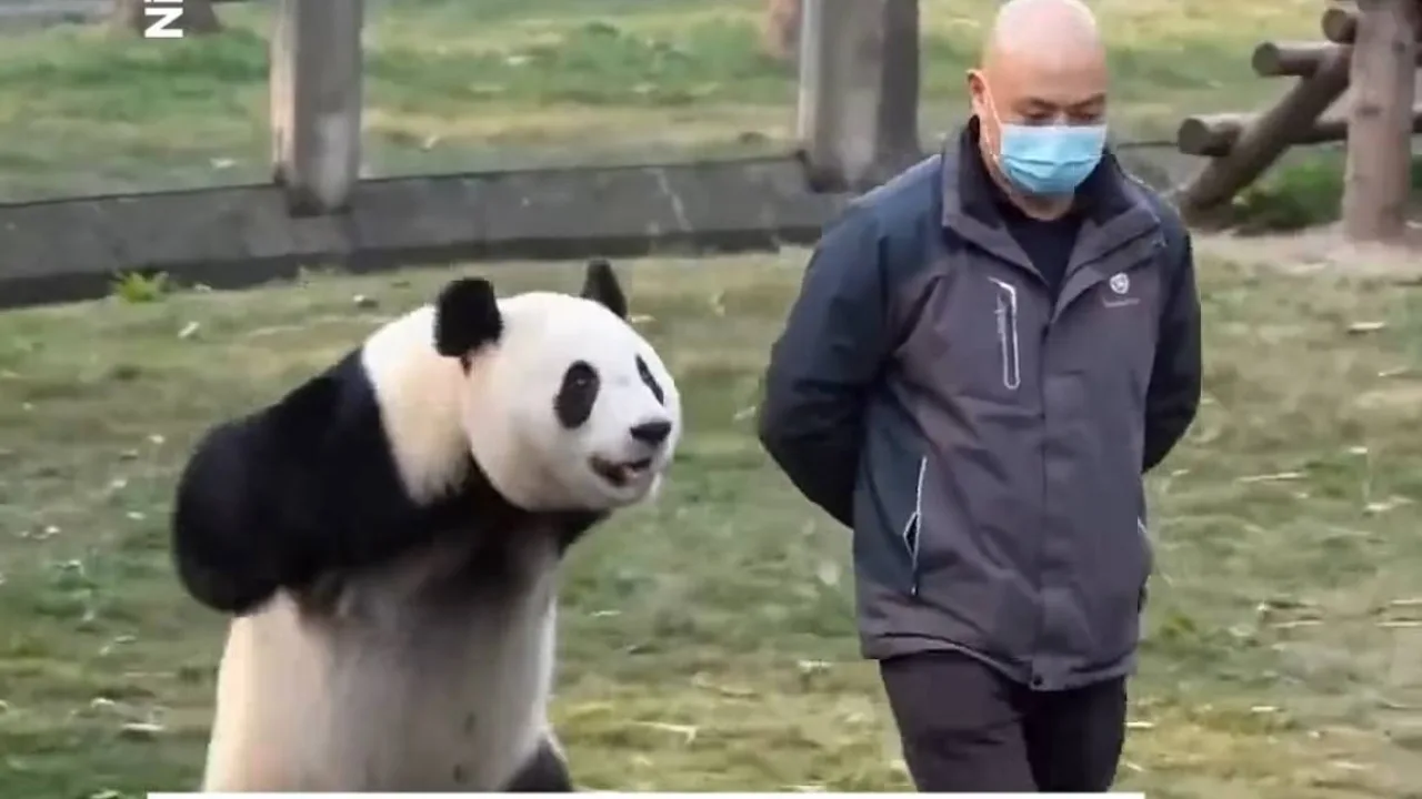 Adorable panda copying its keeper has already won everyone's hearts on the internet! (video)