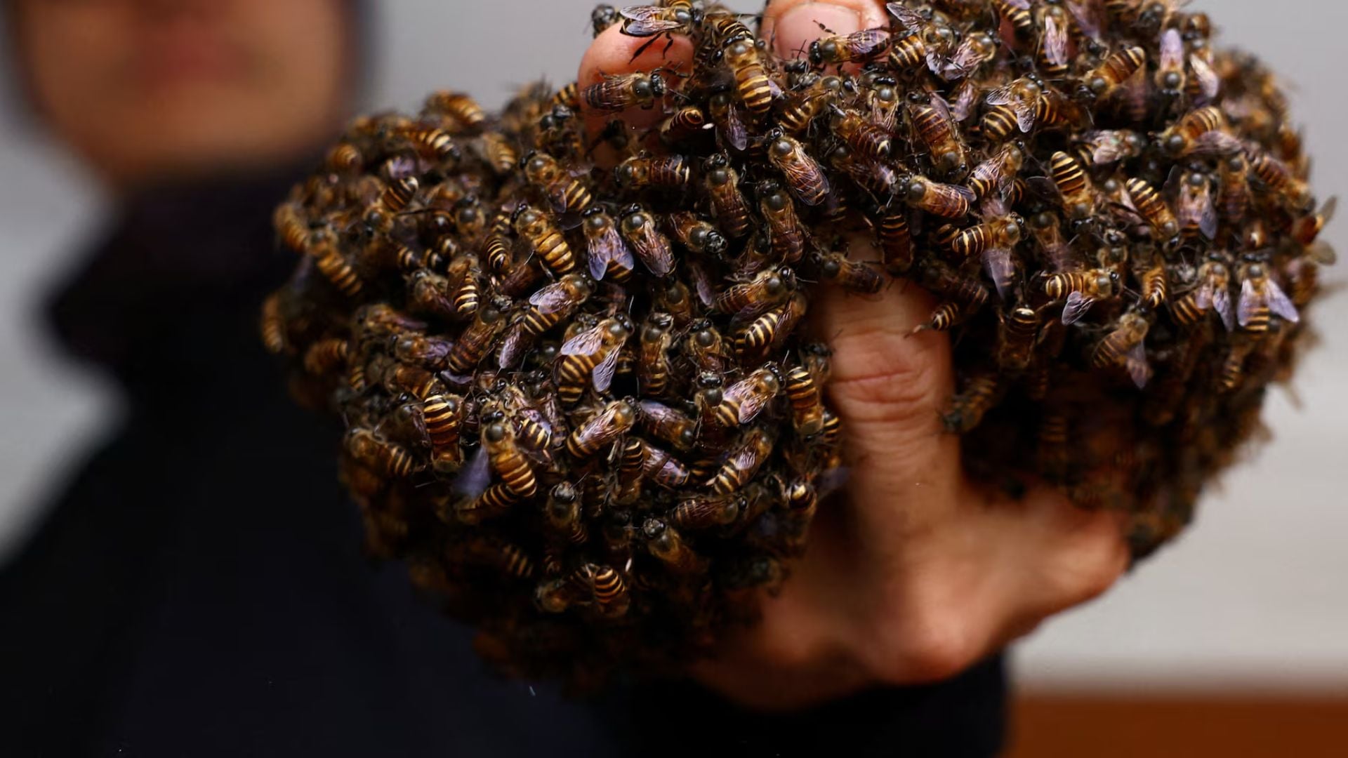 What is known about the man who saved 6 million bees?