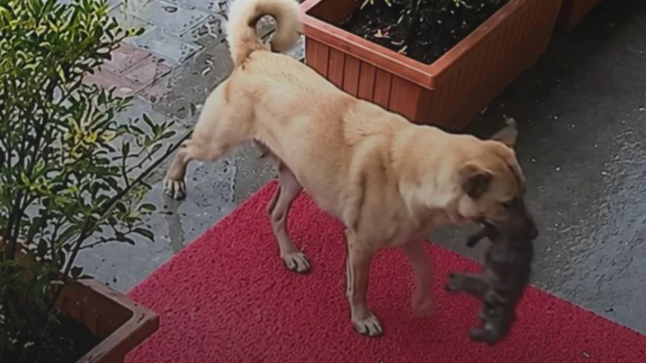 Istanbul Stray Dog's Touching Action for Her Puppy Goes Viral Online