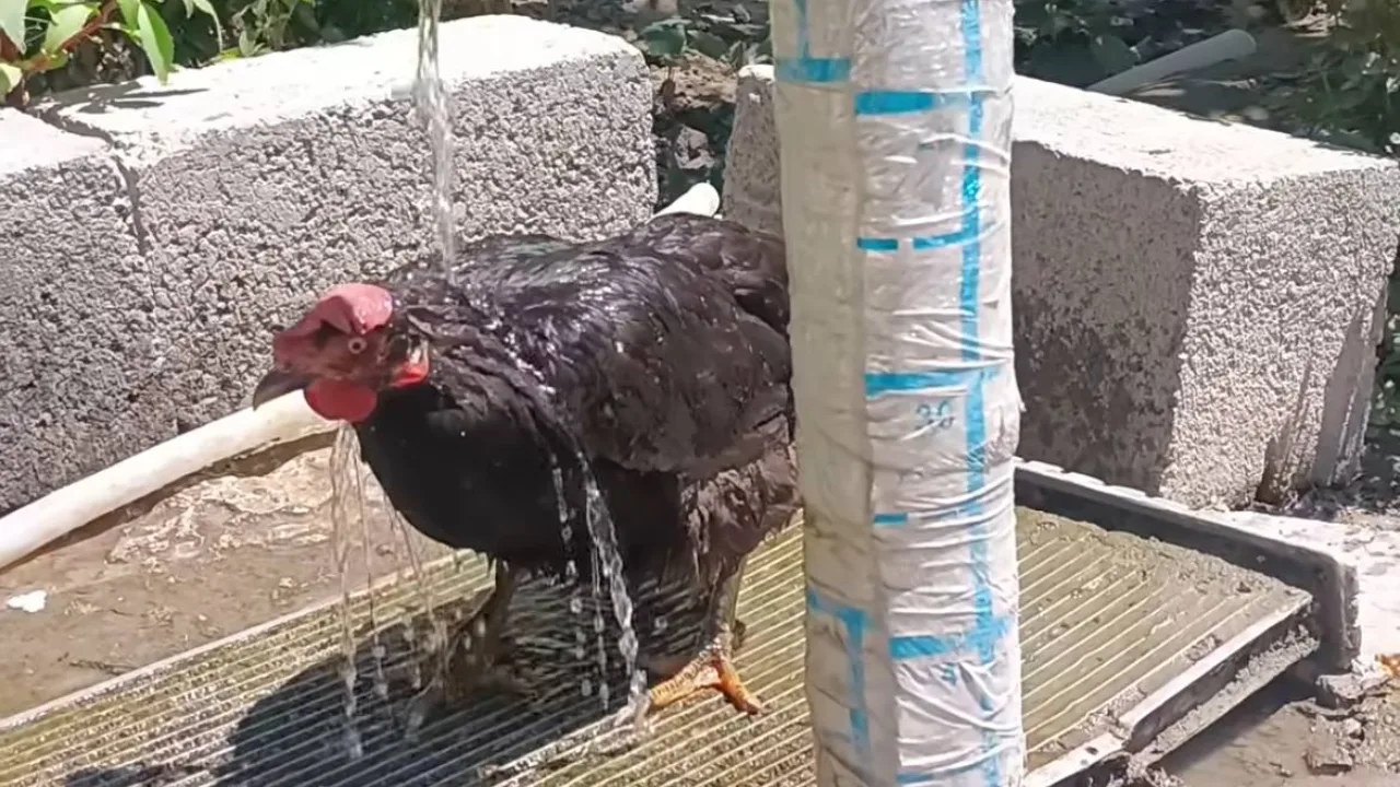 The funniest video of the summer: even chickens can't stand the scorching heat! (video)