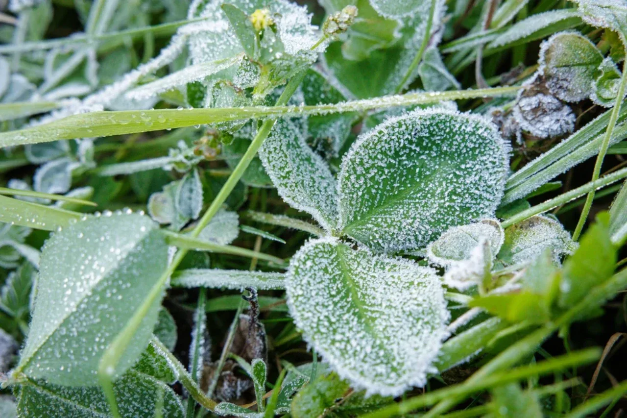 Temperaturen in der Region Murmansk sinken nachts auf −2 °C