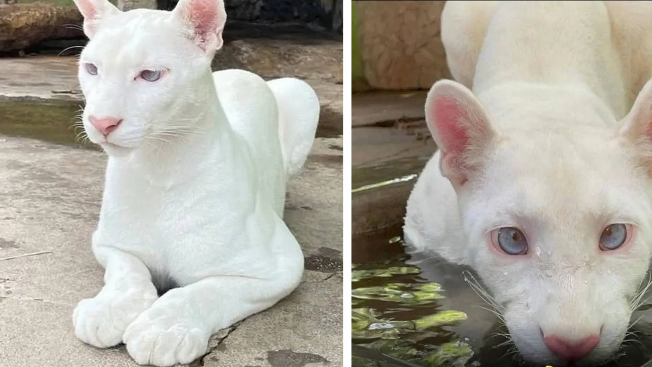 Rare white puma with blue eyes and a pink nose born in Nicaragua