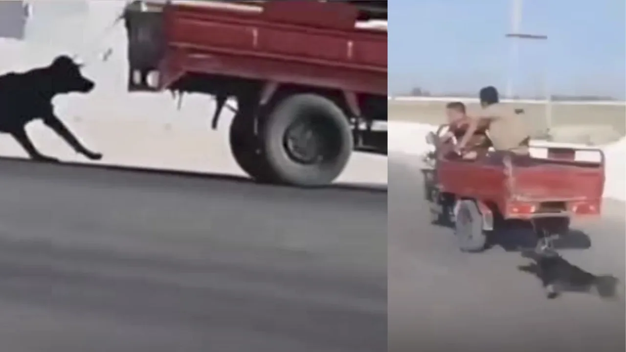 Mototsikl ortiga bog‘langan qora sigir yo‘lda sudralib ketmoqda.