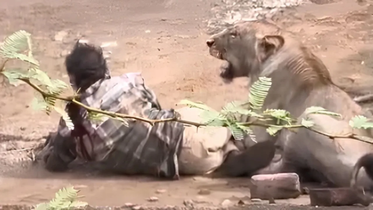 45-year-old shepherd survives lion attack after 30 minutes