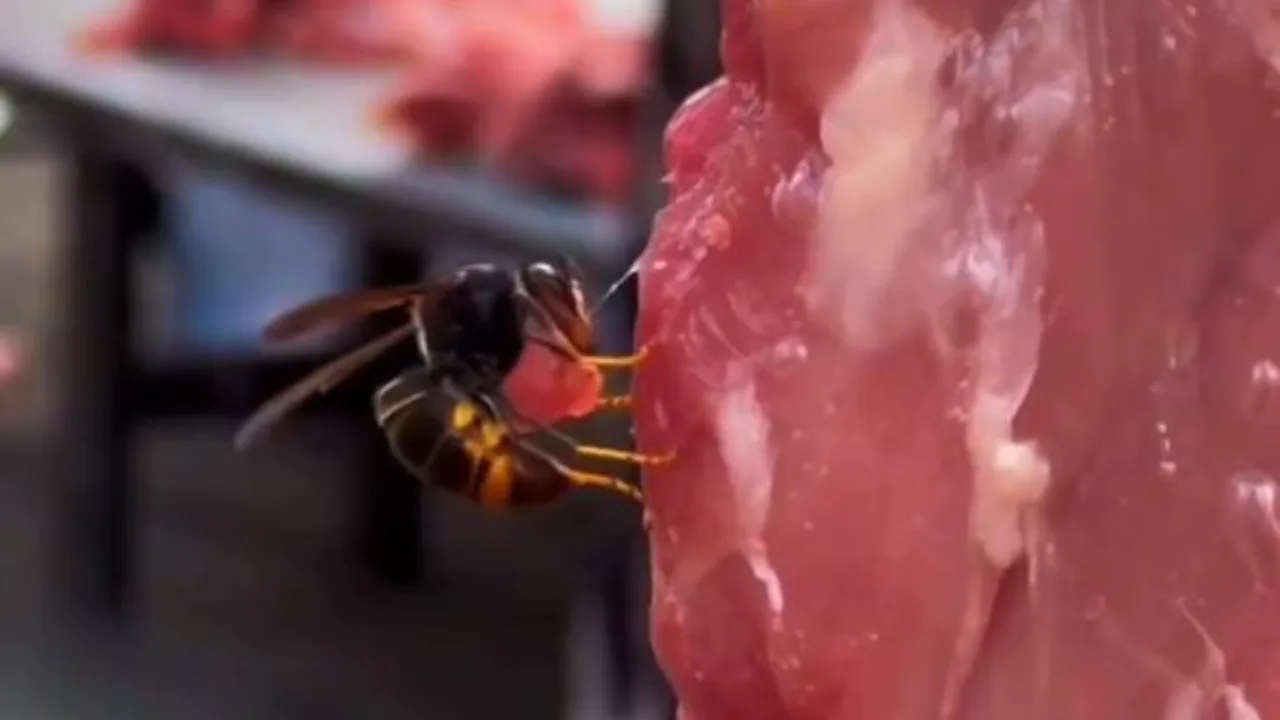 Meat-Stealing Wasp Amazes the Internet (Video)