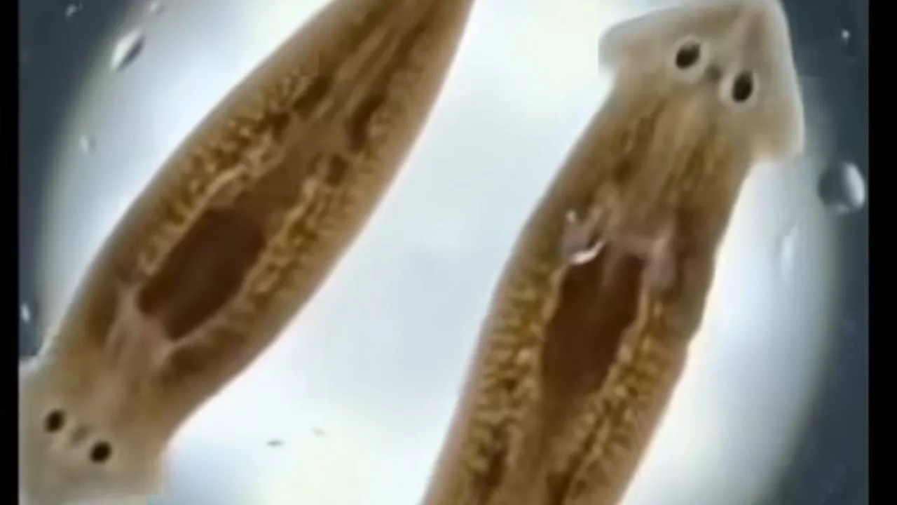 A fascinating process that amazed scientists: the worm that can regenerate itself even when cut into pieces