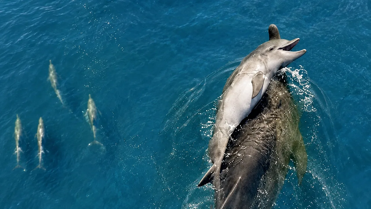 Mother dolphin's 6-day mourning touched hearts