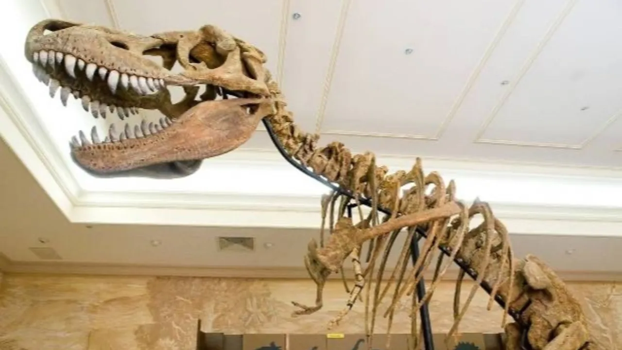 Millionäre geben Rekordsummen für Dinosaurierskelette aus
