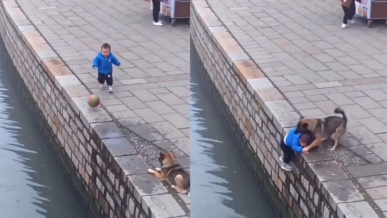 It it yiqilib ketaëtgan bolani kiyimlaridan tishlab ushlab turibdi.