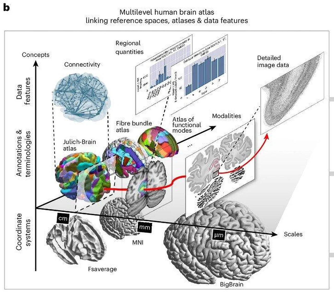 The first unified digital map of the human brain created: siibra project marks a revolutionary step