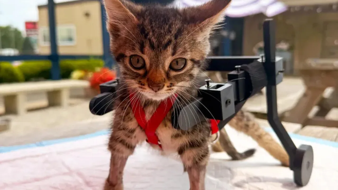 Kitten in a Cardboard Cart Wins Hearts Worldwide