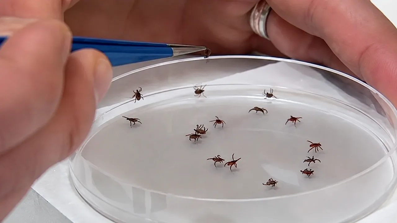 El raro virus Bourbon se detecta por primera vez en Nueva York