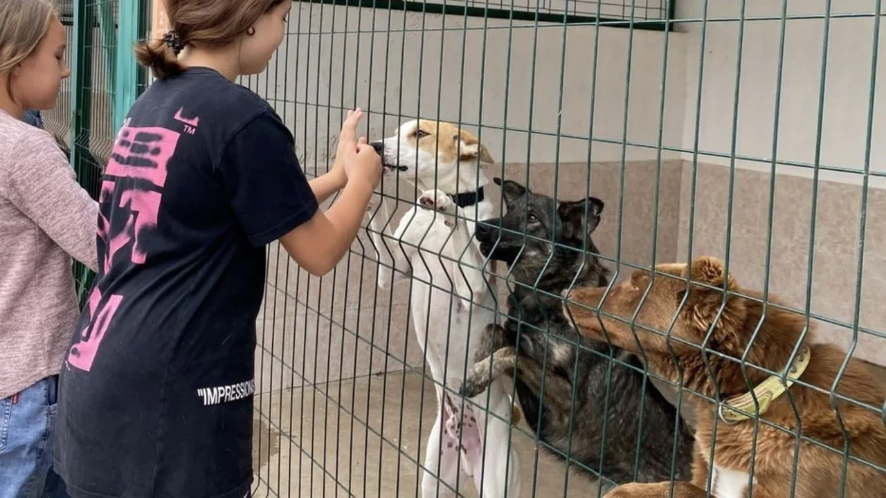 A modern shelter for stray dogs to be built in Tashkent