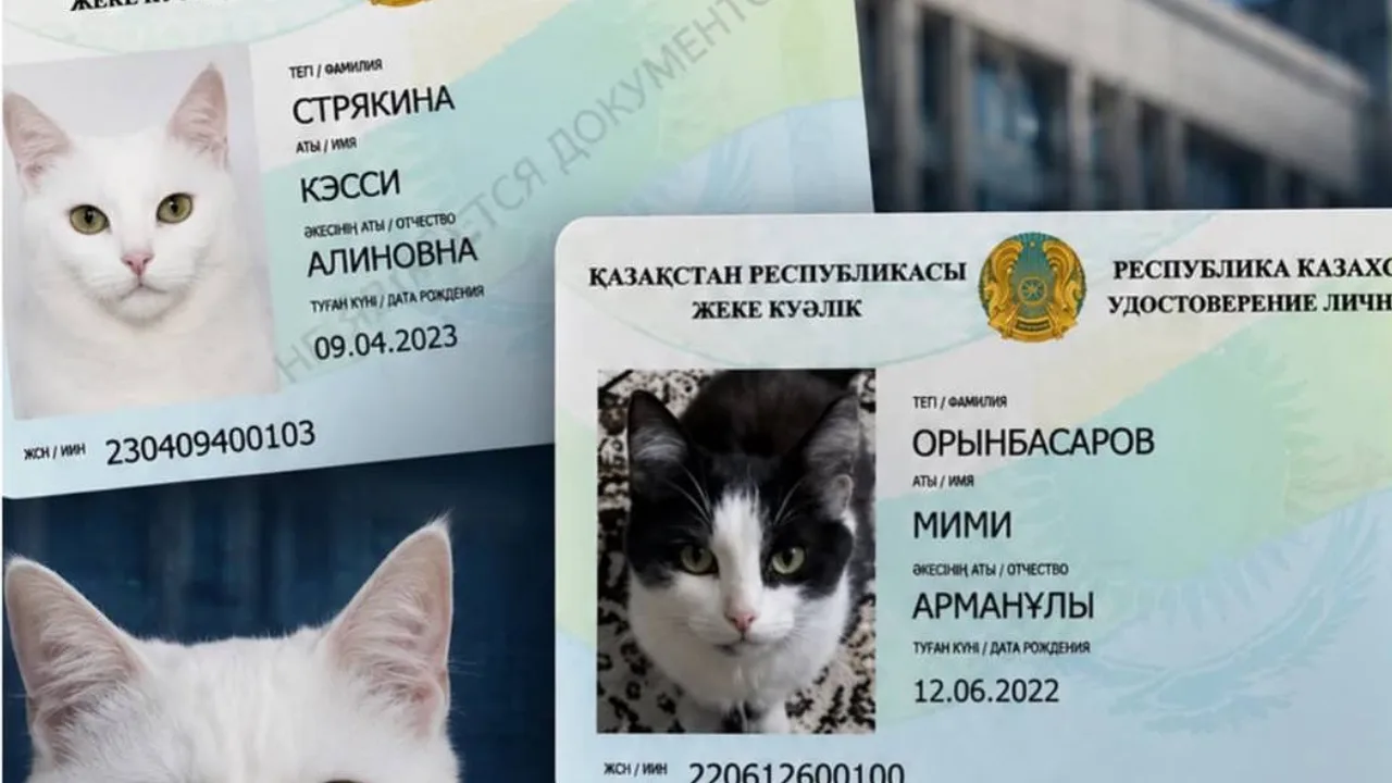 Cats and Dogs Now Registered: Kazakhstan Starts Issuing Digital Passports for Cats