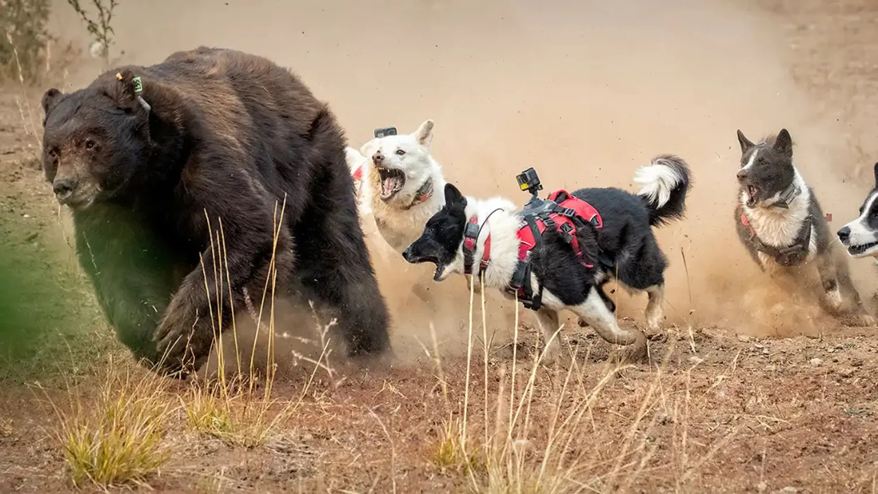 Special Dogs Saving Bears in Nevada Amazed Everyone