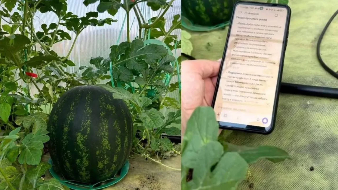 Keksa ayol sun’iy intellekt maslahati yordamida 18 kilolik tarvuz yetishtirdi