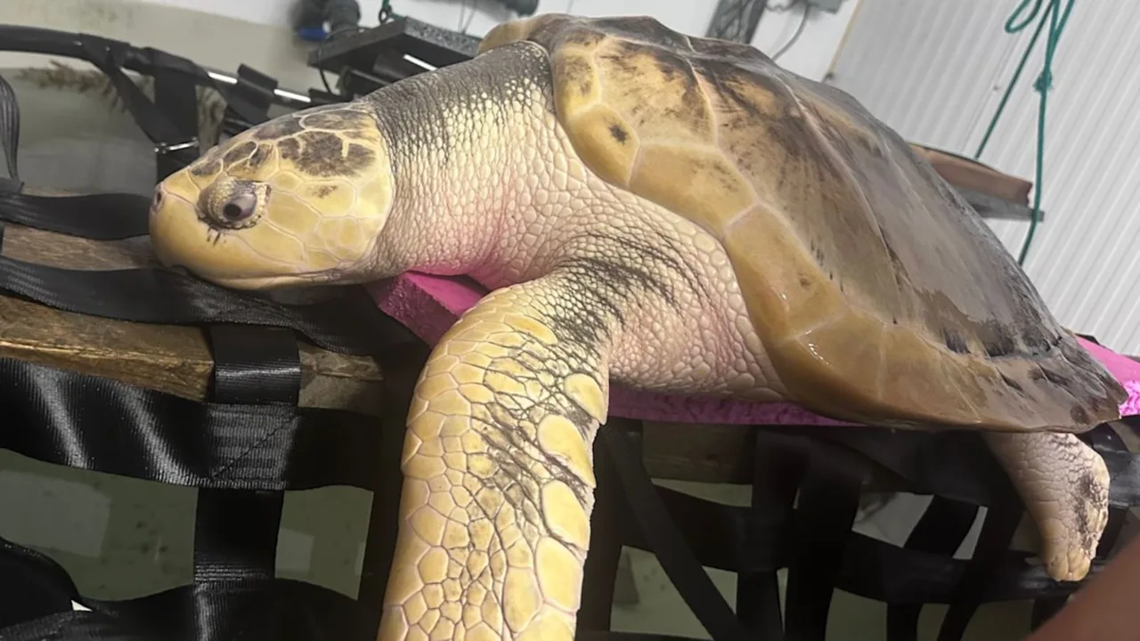 Vom Tode gerettete Schildkröte kehrt in ihre Heimat zurück