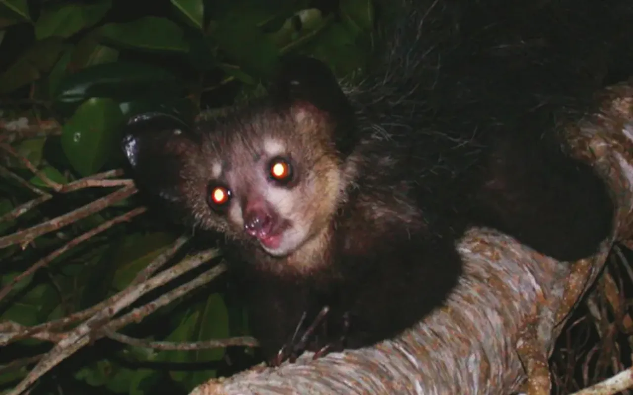 The mysterious primate that hunts by tapping on trees