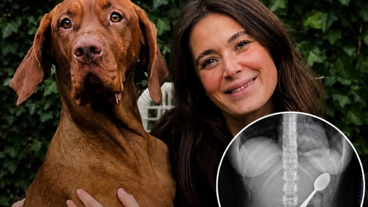 Le saut inattendu d’un chien a contraint une femme à avaler une cuillère de 17 cm