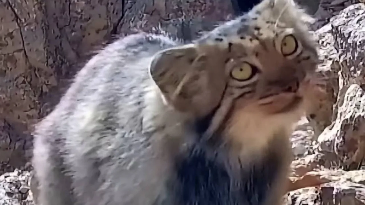 Rarely Seen by Humans: Central Asian Wildcat Captured on Camera in Iran