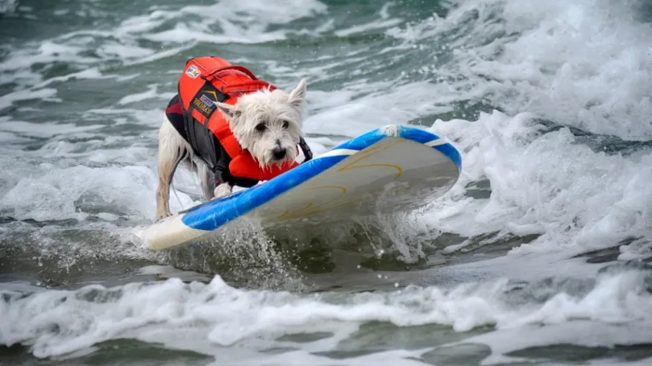 Dogs amazed everyone at the surfing championship in California