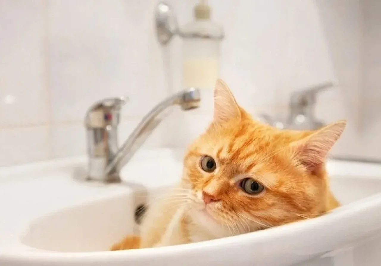 В Ташкене на 24 часа отключат воду: подхватят 33 тысячи человек