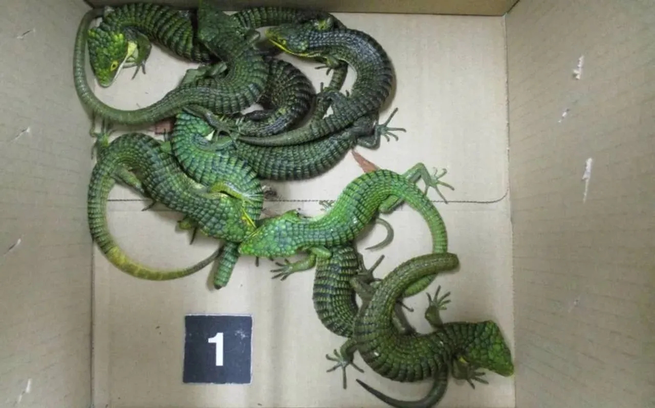 200 Lizards Found in a Man’s Suitcase in Tokyo