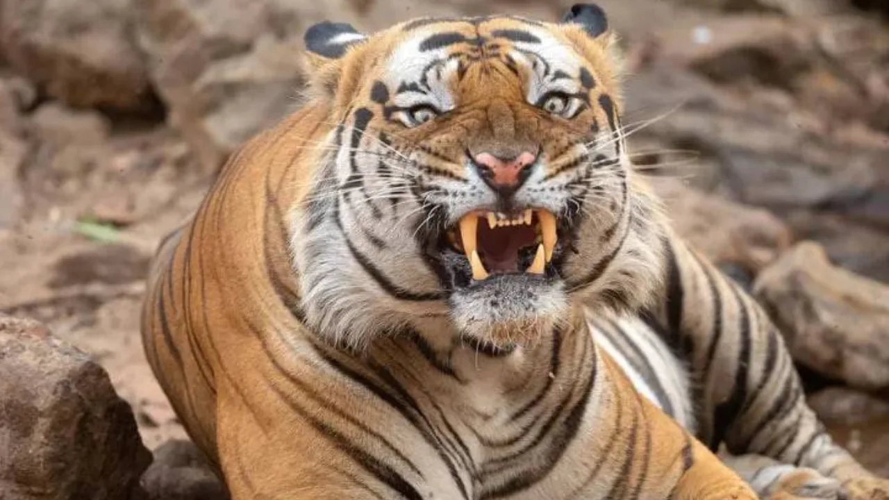 Schwiegertochter stellt sich allein einem Tiger entgegen und rettet das Leben ihrer Schwiegermutter