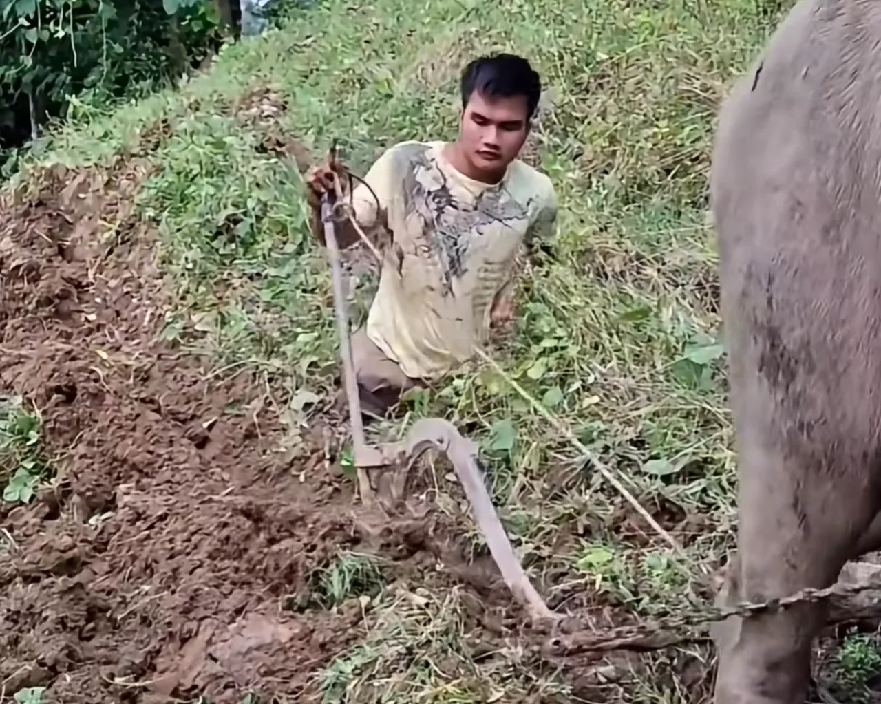 The Filipino man plowing fields despite having no legs has stunned the world!