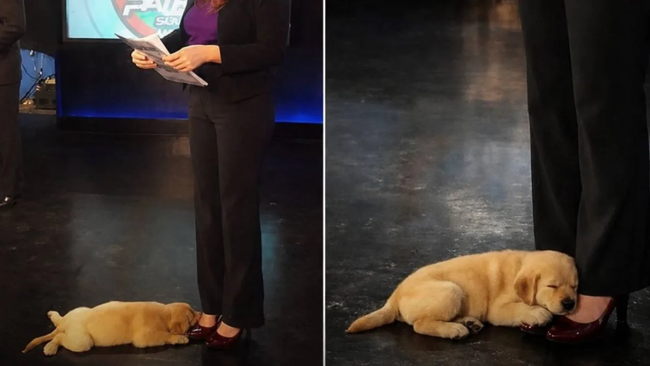 «El ayudante de presentadora más adorable»: las ocurrencias de un perrito llamaron la atención durante un directo