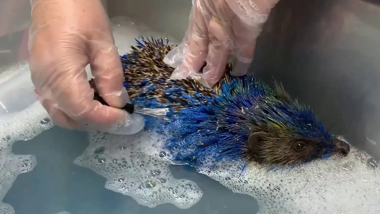 Un hérisson peint en bleu meurt après une semaine de lutte
