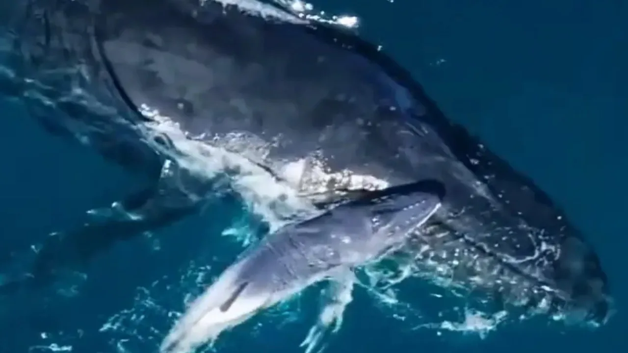 Drone Captures Complete Birth Process of a Whale for the First Time