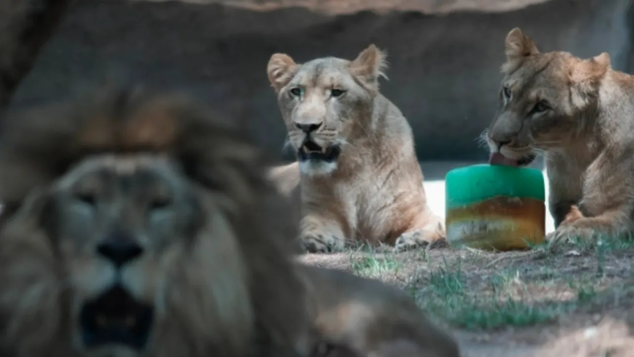 Rekordhitze im Zoo fordert das Leben von drei Löwinnen
