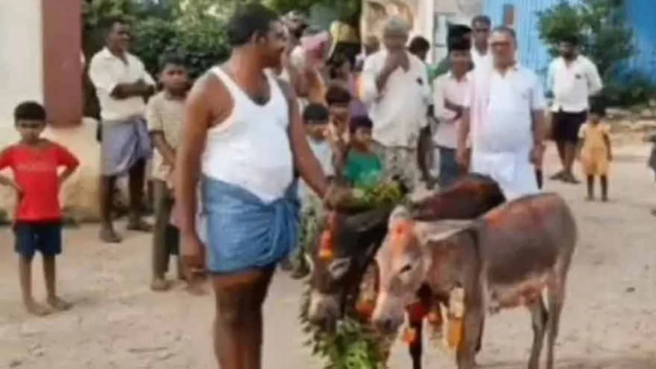 Donkeys Married in India to Bring Rain