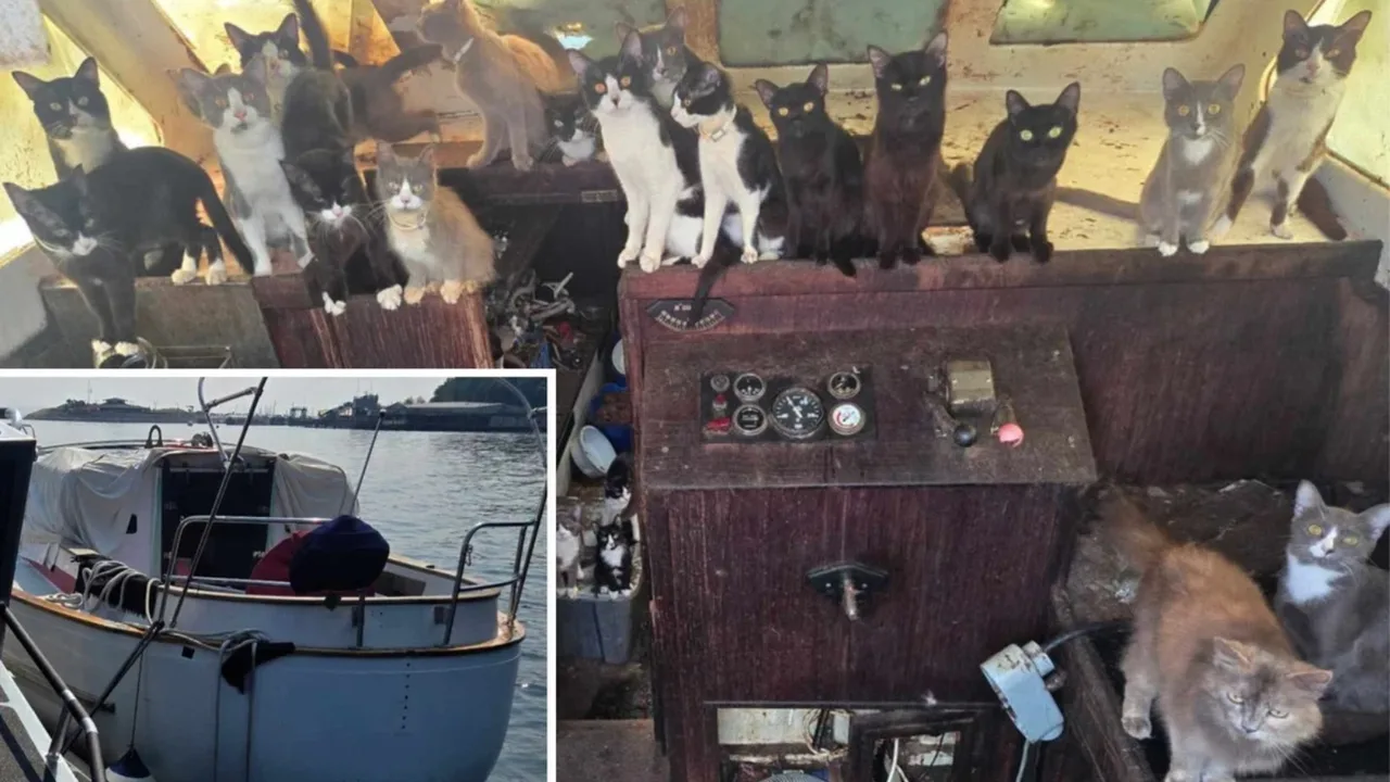 ABD'de terk edilmiş tekneden 60 kedi bulundu