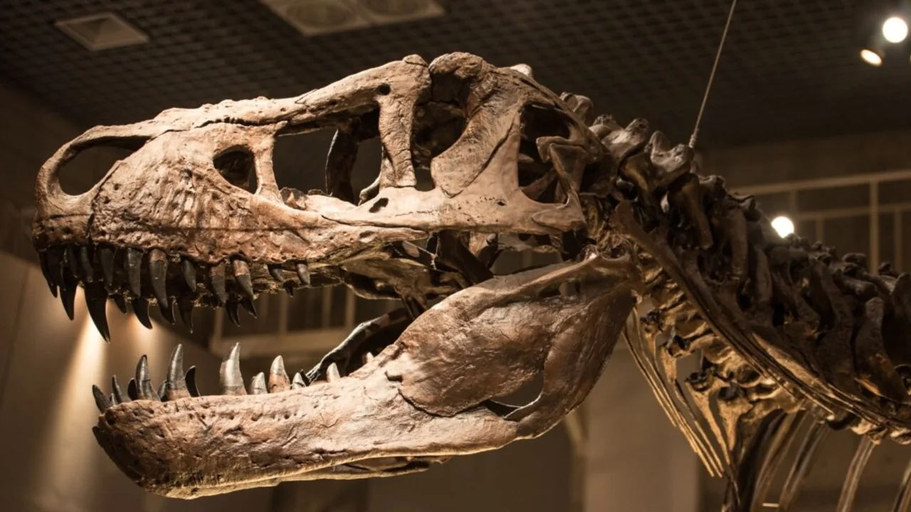 Mysterious substance found in 66-million-year-old dinosaur bone