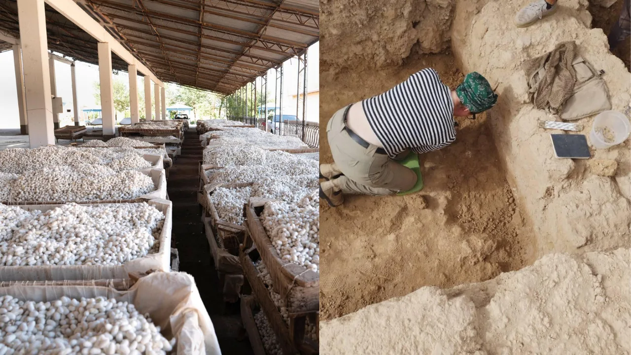 The history of sericulture is being rewritten: 4-thousand-year-old evidence found in Uzbekistan