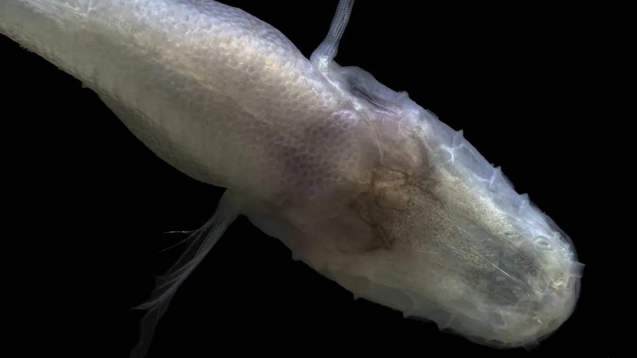 One of the world’s rarest fish, the “demon fish,” discovered beneath a military base