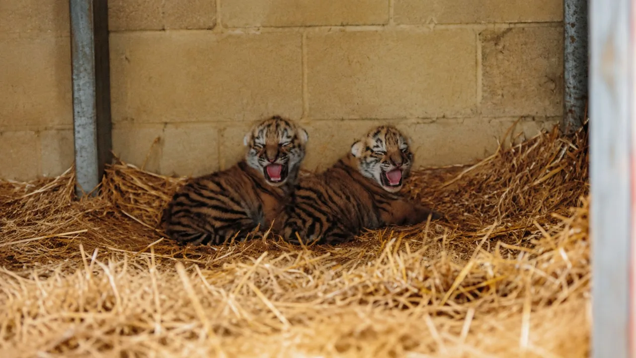 Tigerbabys geboren, obwohl weltweit nur noch 450 Tiere leben