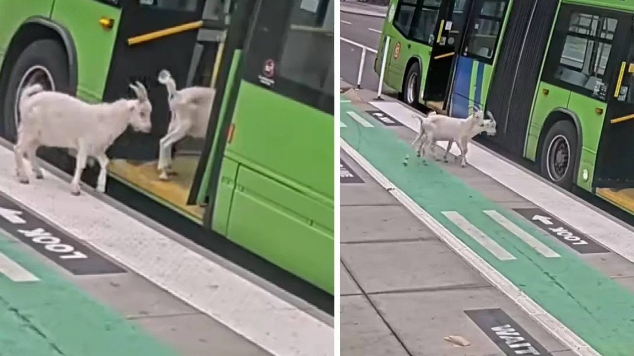 Curious incident: Two goats that boarded a bus left passengers astonished