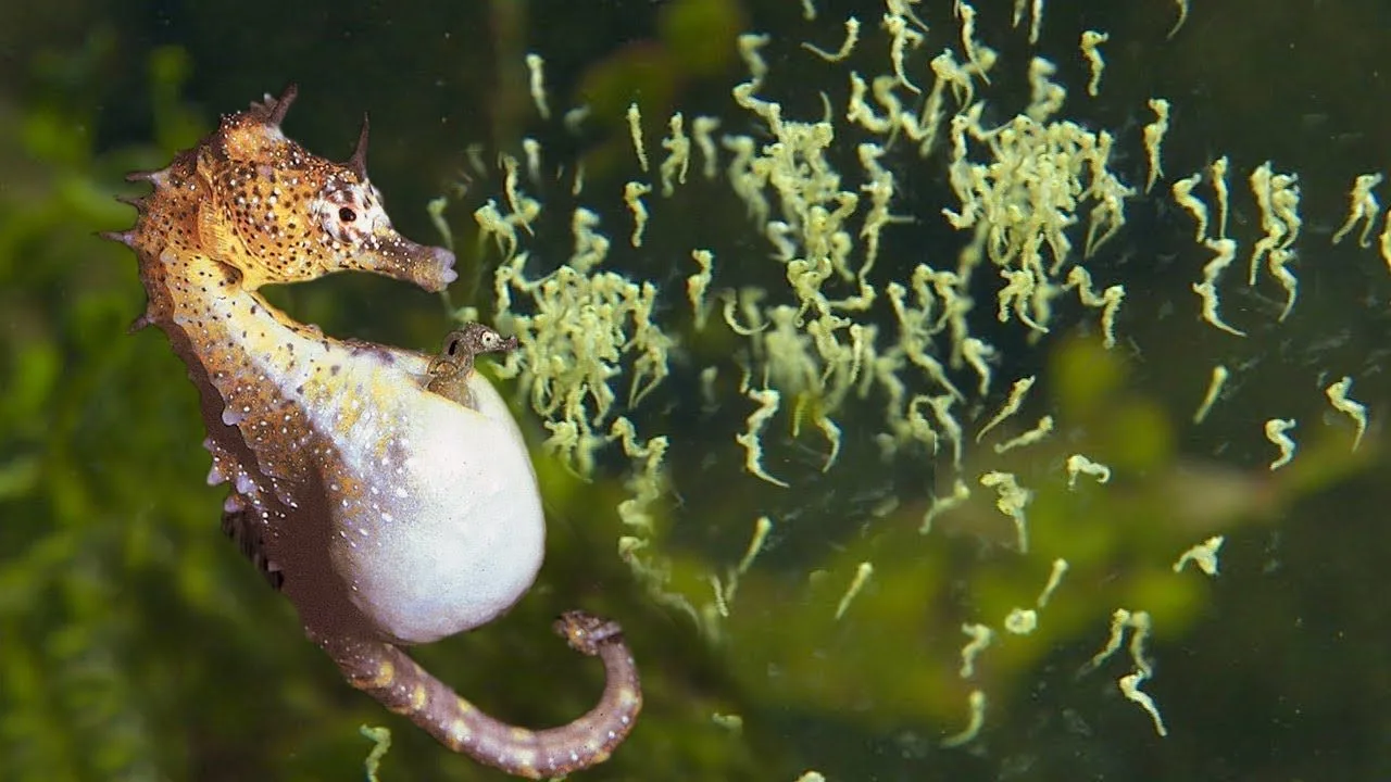 Did you know that male seahorses give birth to their young? (Video)