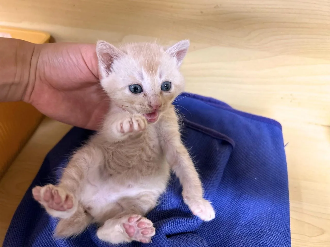 Ciudadana uzbeka sospechosa de matar a 4 gatos en Corea del Sur