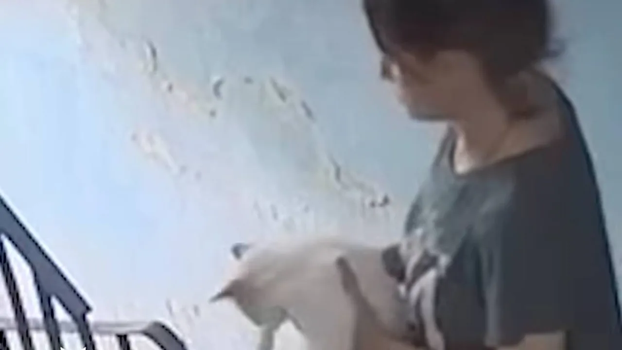 Toshkentda ayol mushukni shavqatsizlarcha zina tutqichiga urgani aks etgan video bahslarga sabab bo‘lmoqda (video)