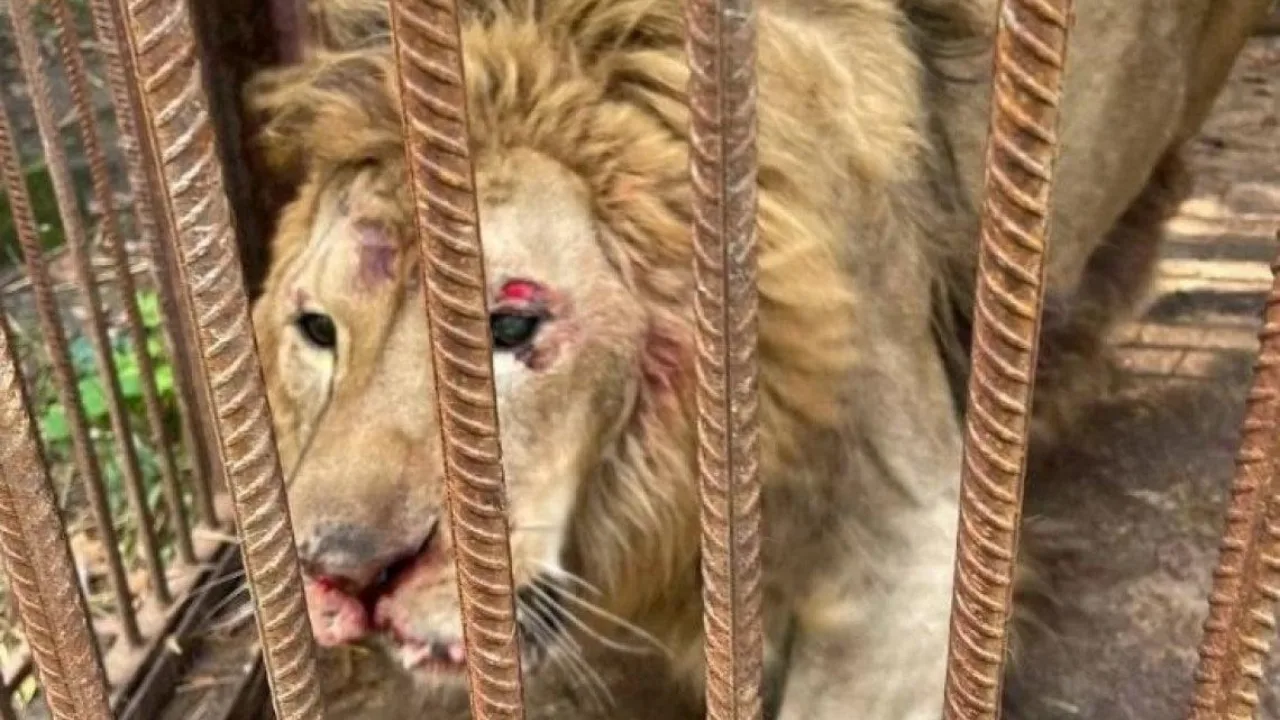 Savaştan kurtarılan aslan ağır bir hastalıkla mücadele ediyor