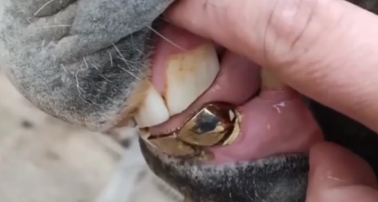 A person’s fingers are opening the animal’s mouth and showing its gold tooth.